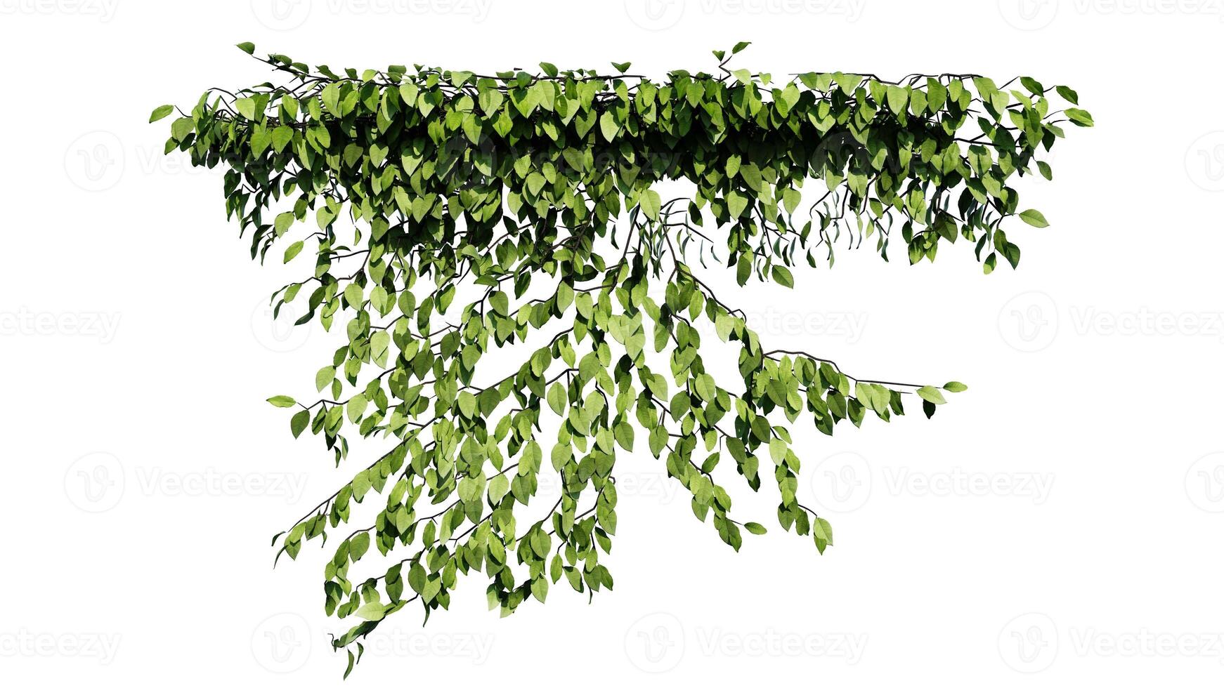 Plant and flower vine green ivy leaves tropic hanging, climbing isolated on white background photo