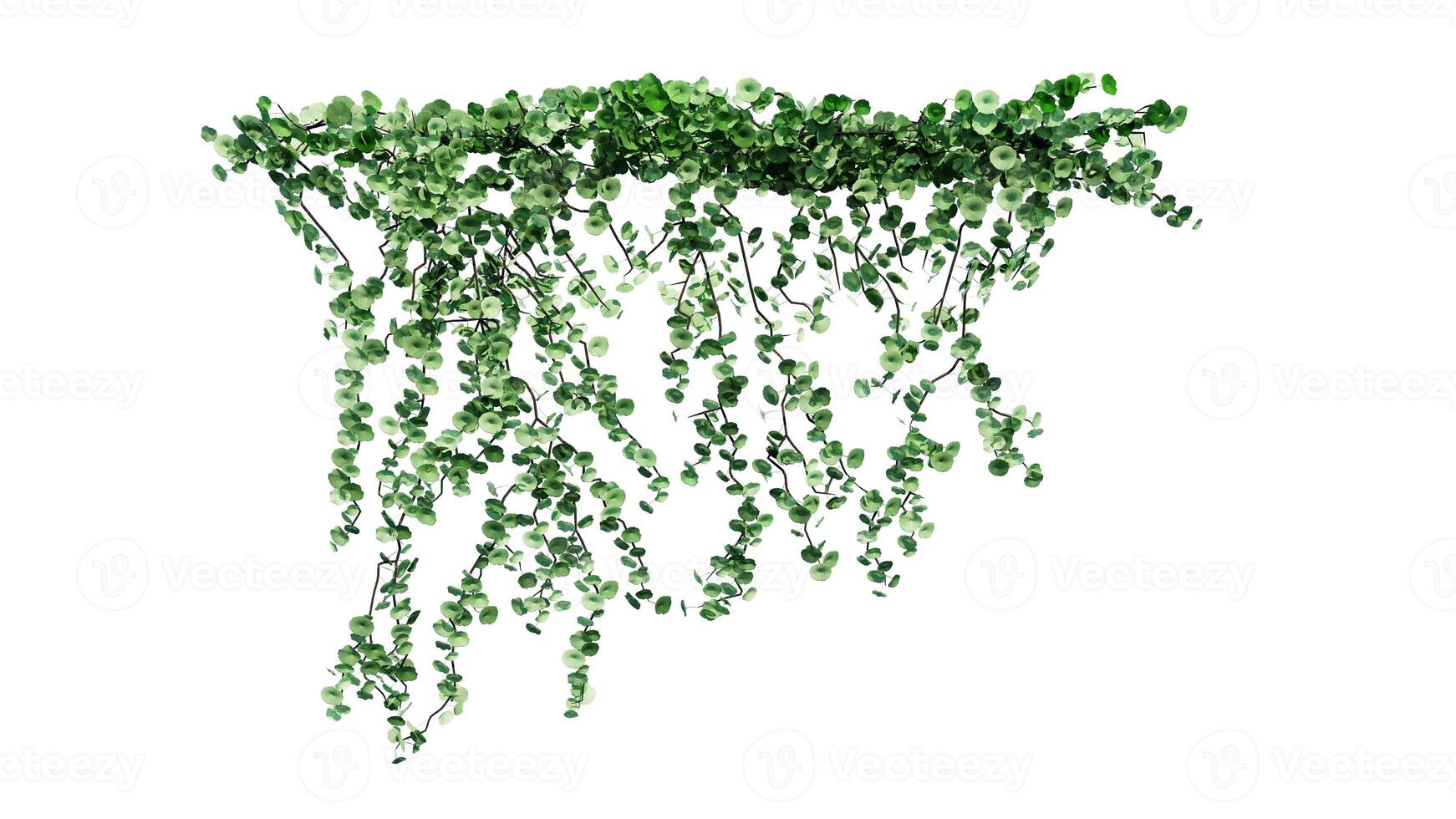 Plant and flower vine green ivy leaves tropic hanging, climbing isolated on white background photo