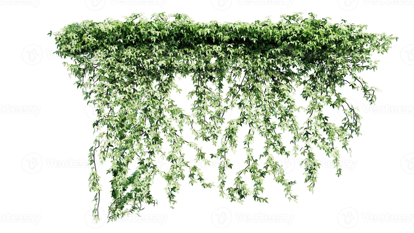 Plant and flower vine green ivy leaves tropic hanging, climbing isolated on transparent background photo