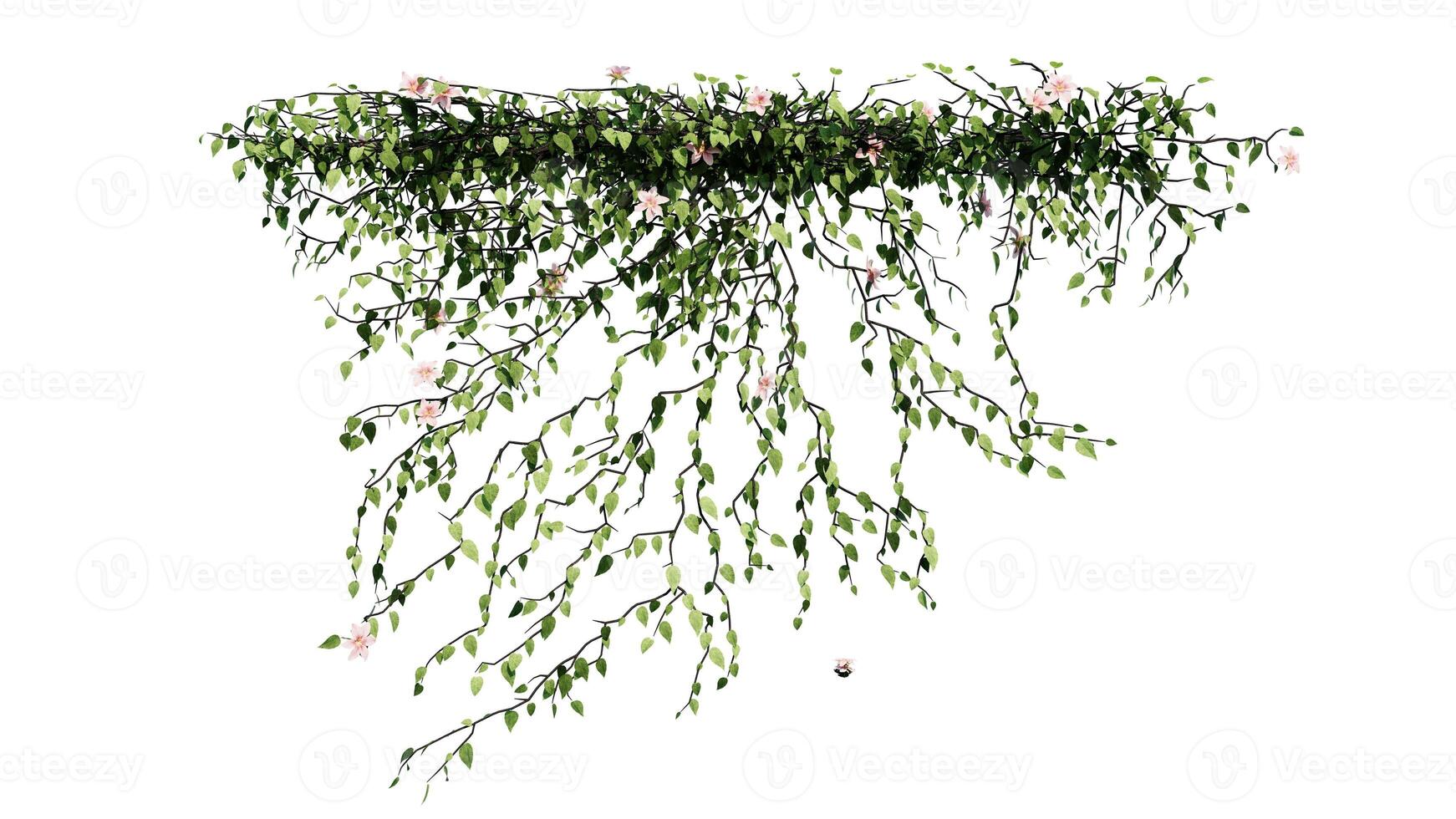 Plant and flower vine green ivy leaves tropic hanging, climbing isolated on transparent background photo