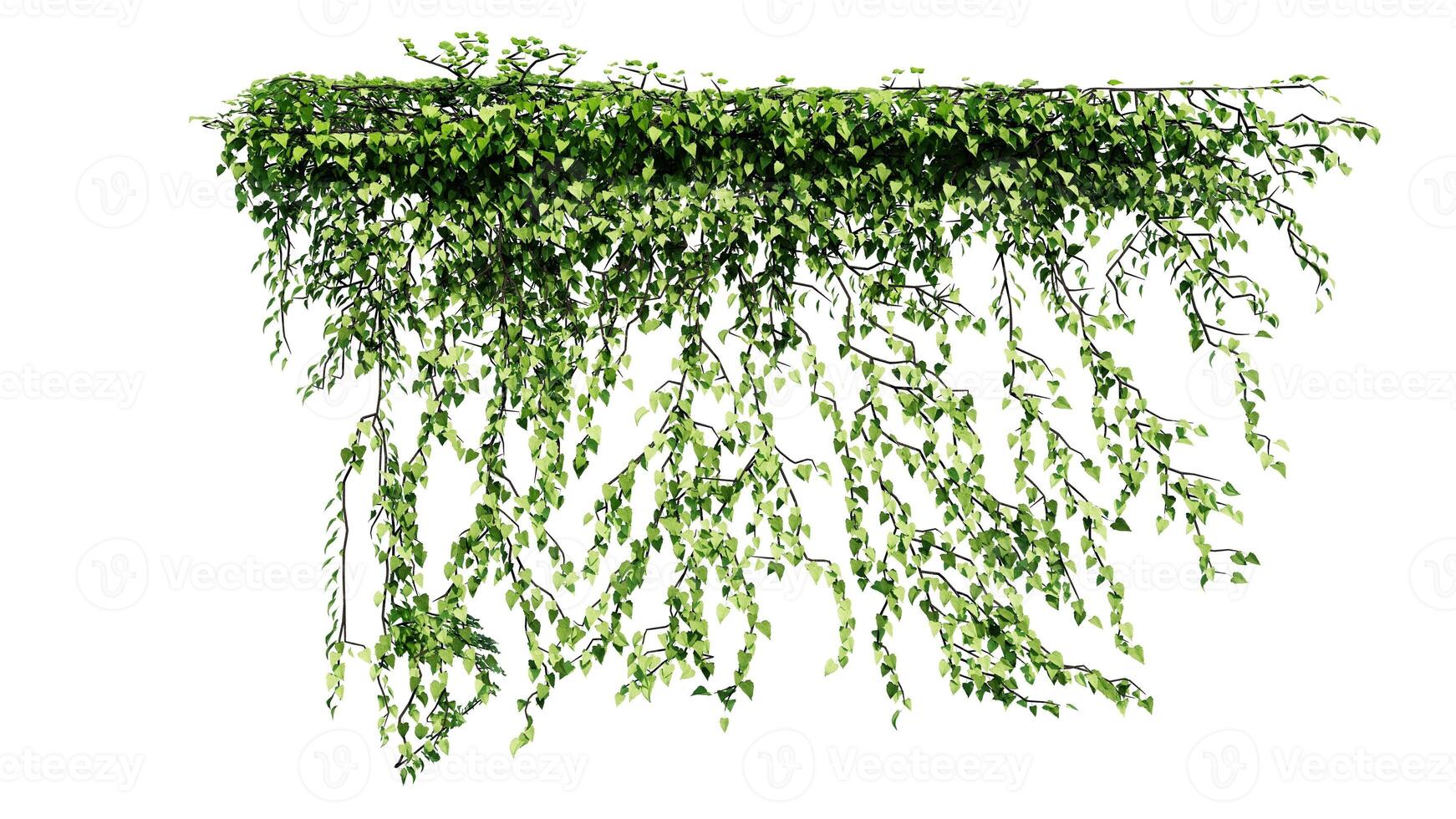 Plant and flower vine green ivy leaves tropic hanging, climbing isolated on white background photo