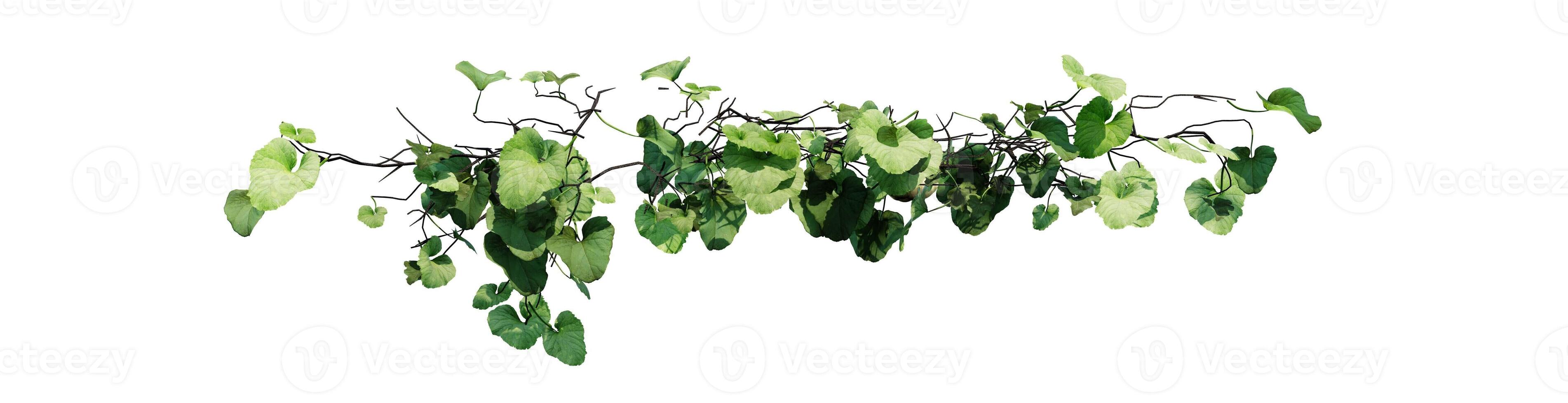 Plant and flower vine green ivy leaves tropic hanging, climbing isolated on transparent background photo