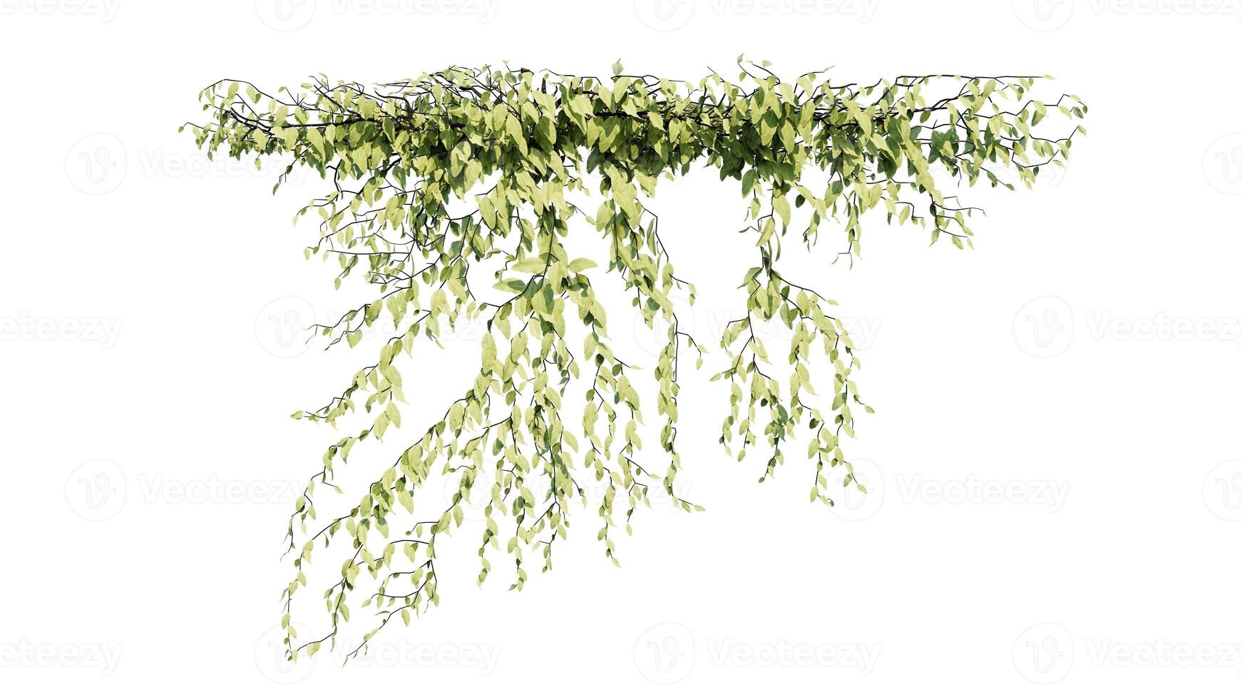 Plant and flower vine green ivy leaves tropic hanging, climbing isolated on transparent background photo