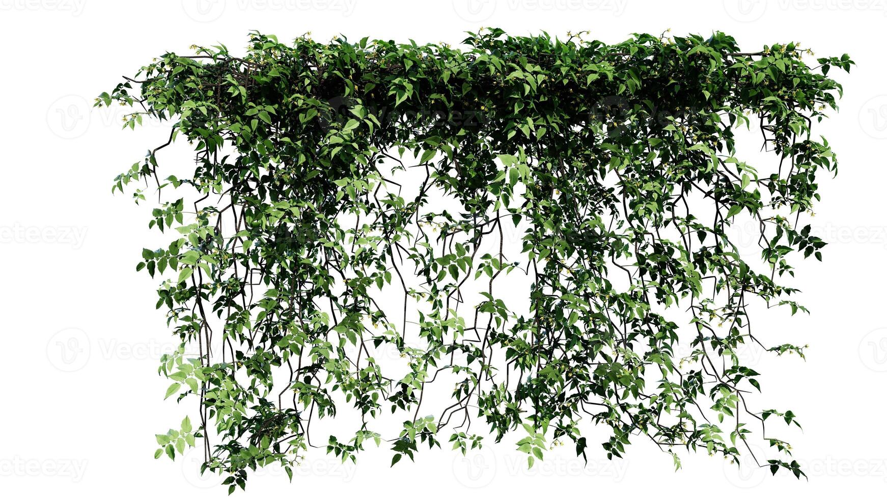 ivy and flower vine green plant leaves tropic hanging, climbing isolated on white background photo