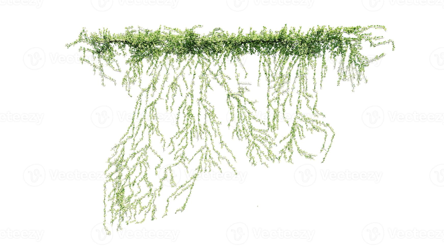 Plant and flower vine green ivy leaves tropic hanging, climbing isolated on white background photo