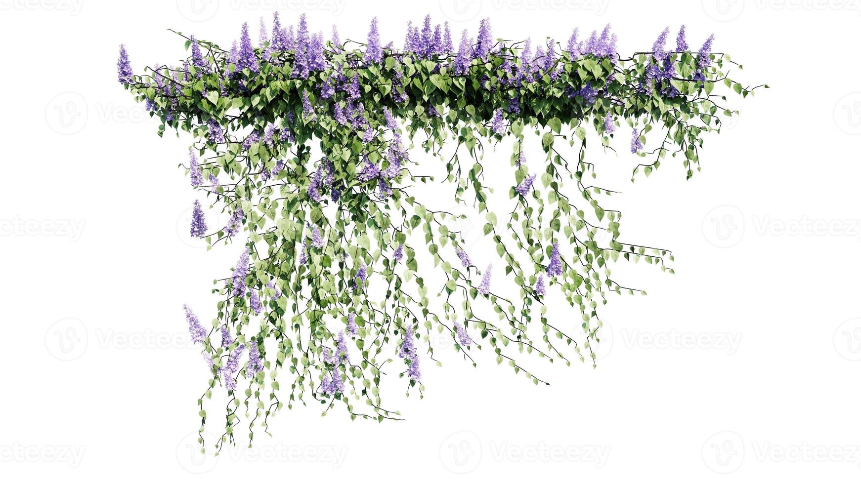 Plant and flower vine green ivy leaves tropic hanging, climbing isolated on white background photo