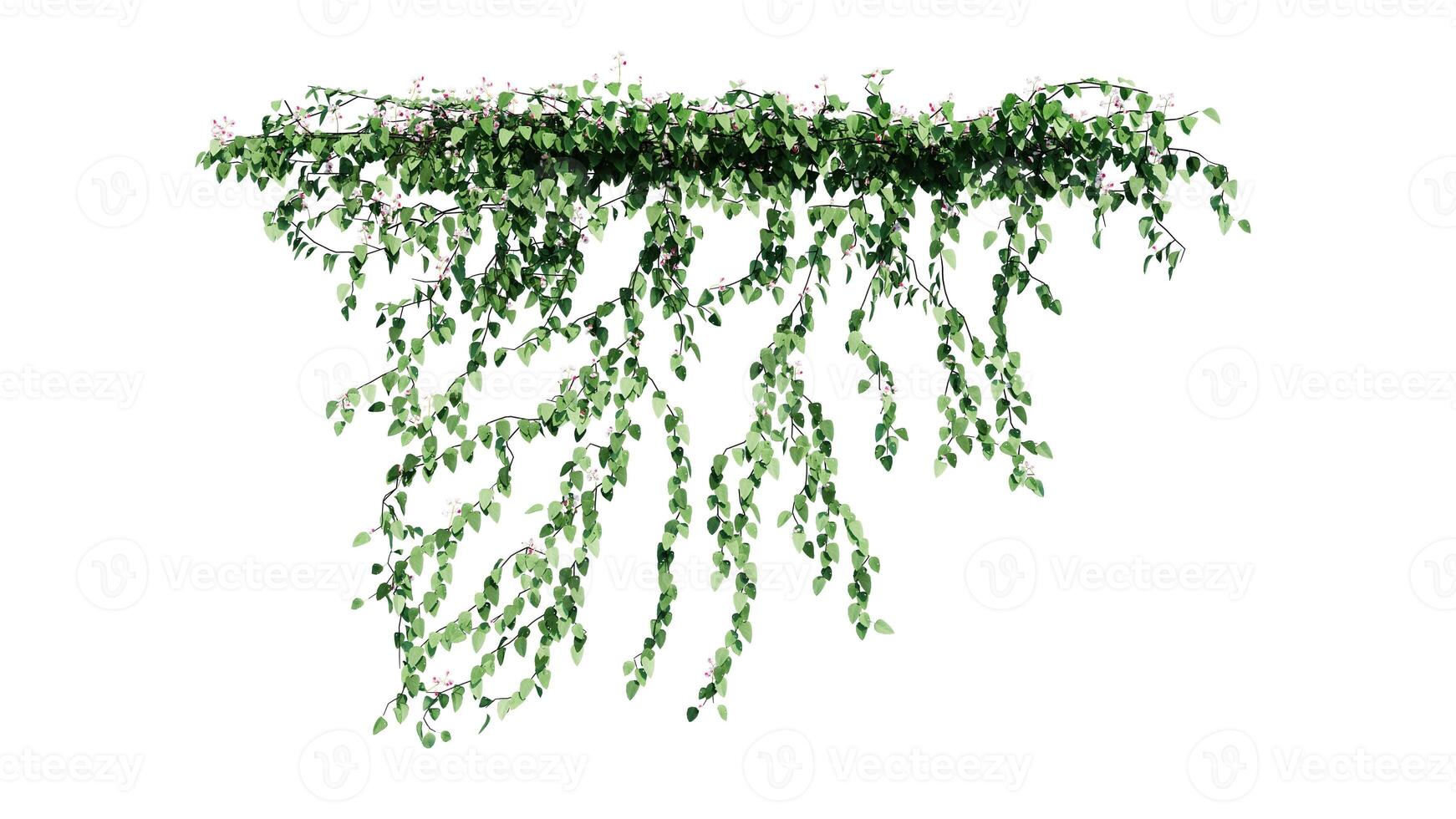 Plant and flower vine green ivy leaves tropic hanging, climbing isolated on white background photo