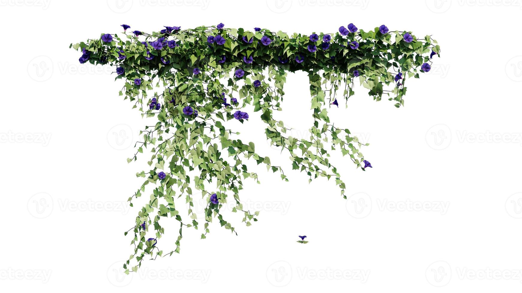 Plant and flower vine green ivy leaves tropic hanging, climbing isolated on transparent background photo