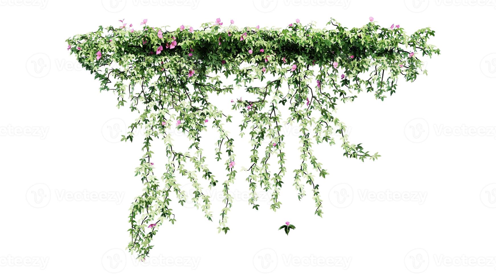 Plant and flower vine green ivy leaves tropic hanging, climbing isolated on transparent background photo