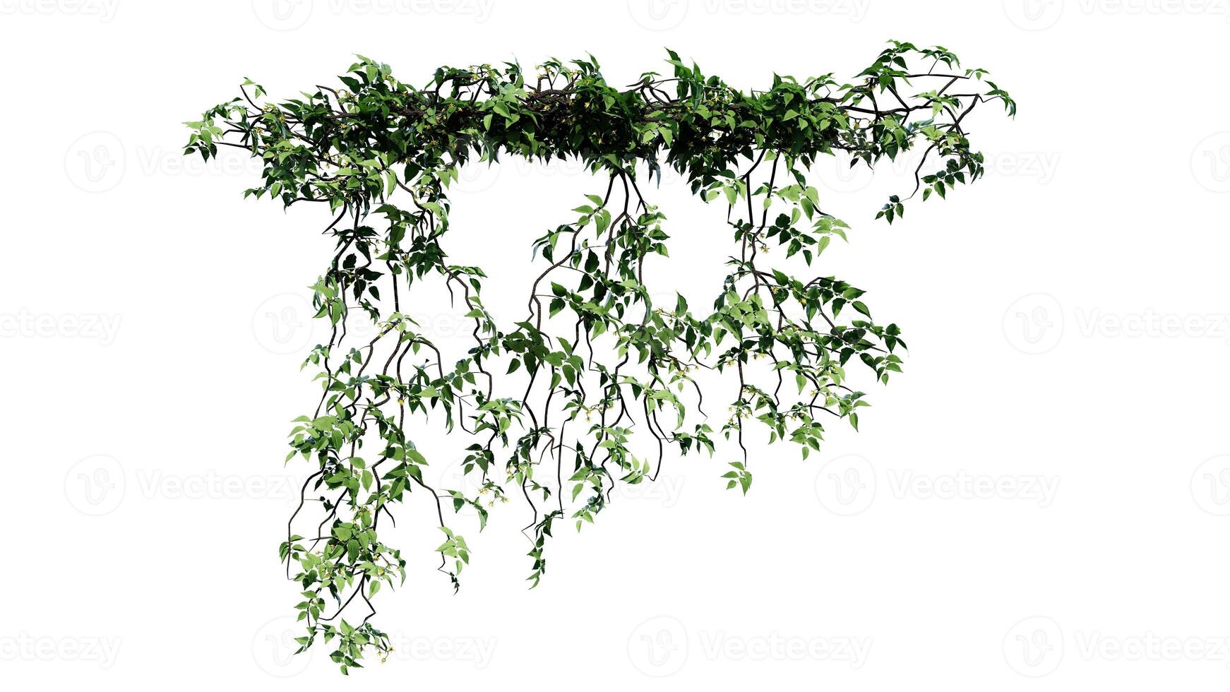ivy and flower vine green plant leaves tropic hanging, climbing isolated on white background photo