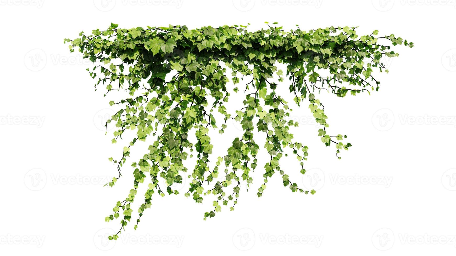 Plant and flower vine green ivy leaves tropic hanging, climbing isolated on white background photo
