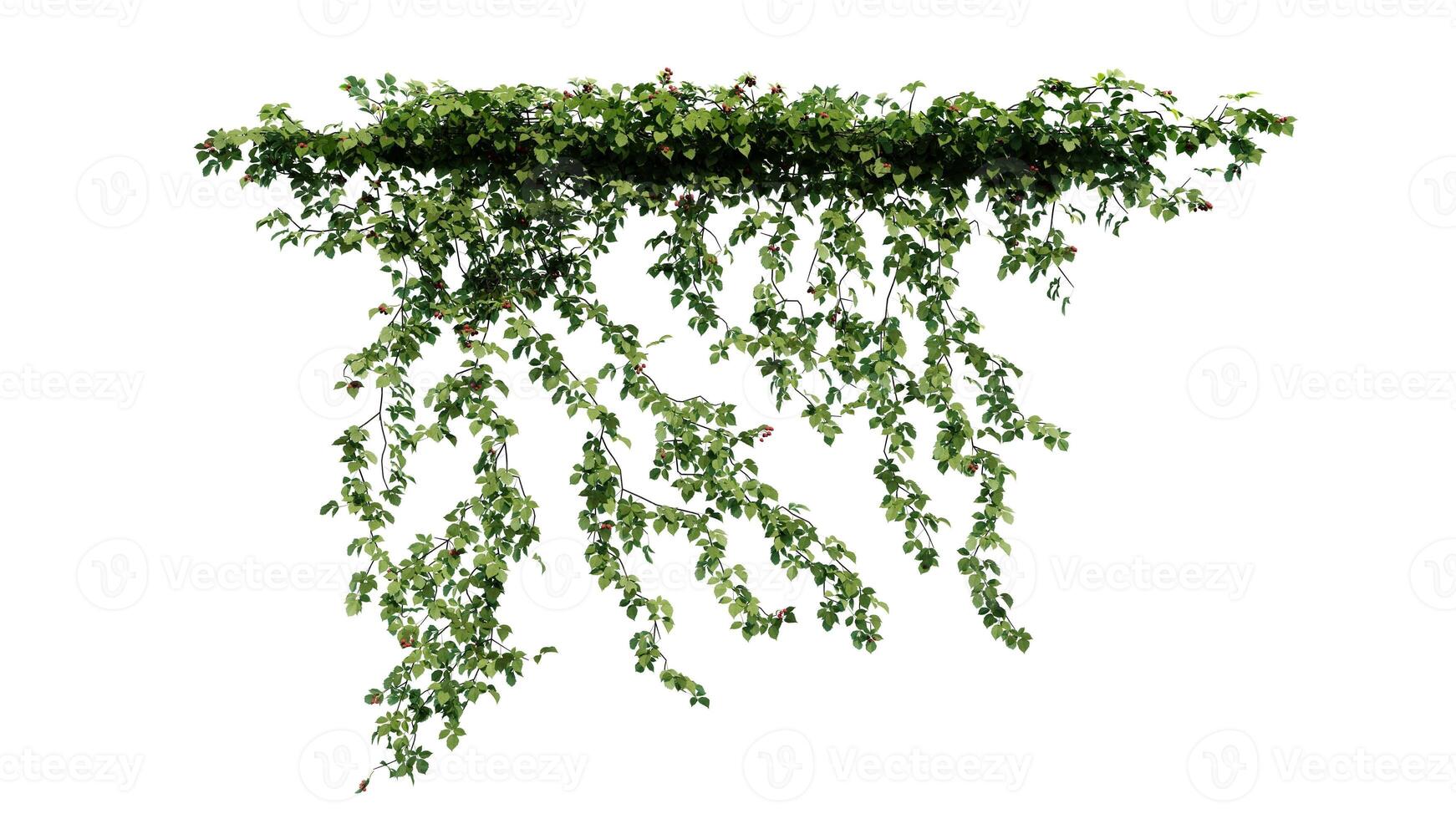 Plant and flower vine green ivy leaves tropic hanging, climbing isolated on white background photo