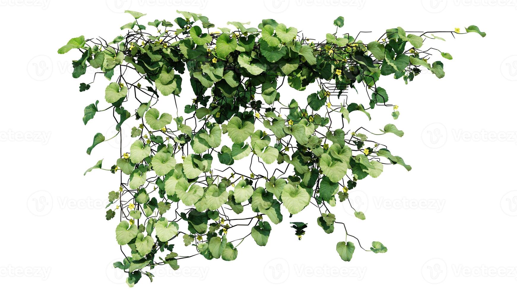 Plant and flower vine green ivy leaves tropic hanging, climbing isolated on transparent background photo