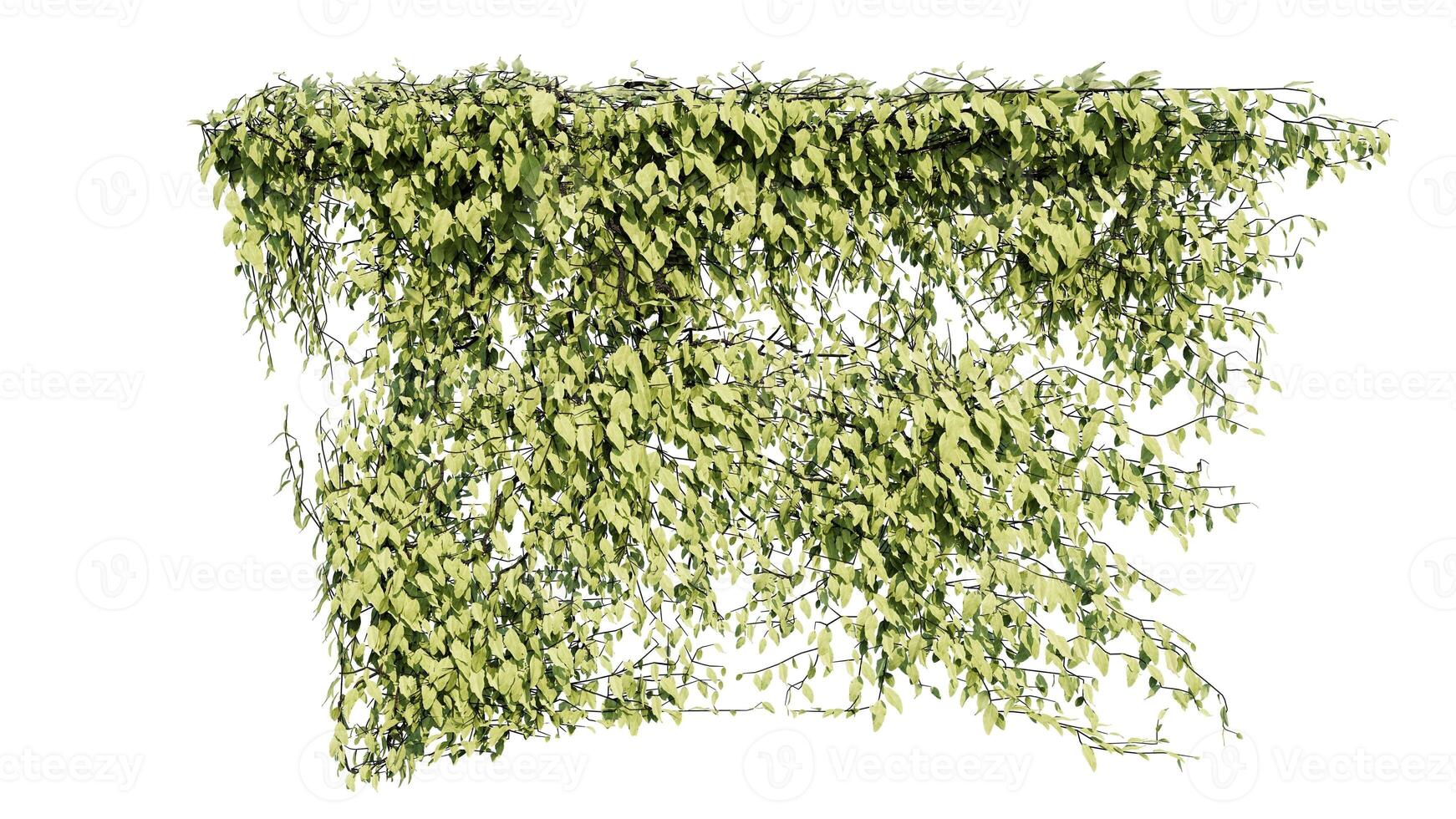 Plant and flower vine green ivy leaves tropic hanging, climbing isolated on transparent background photo