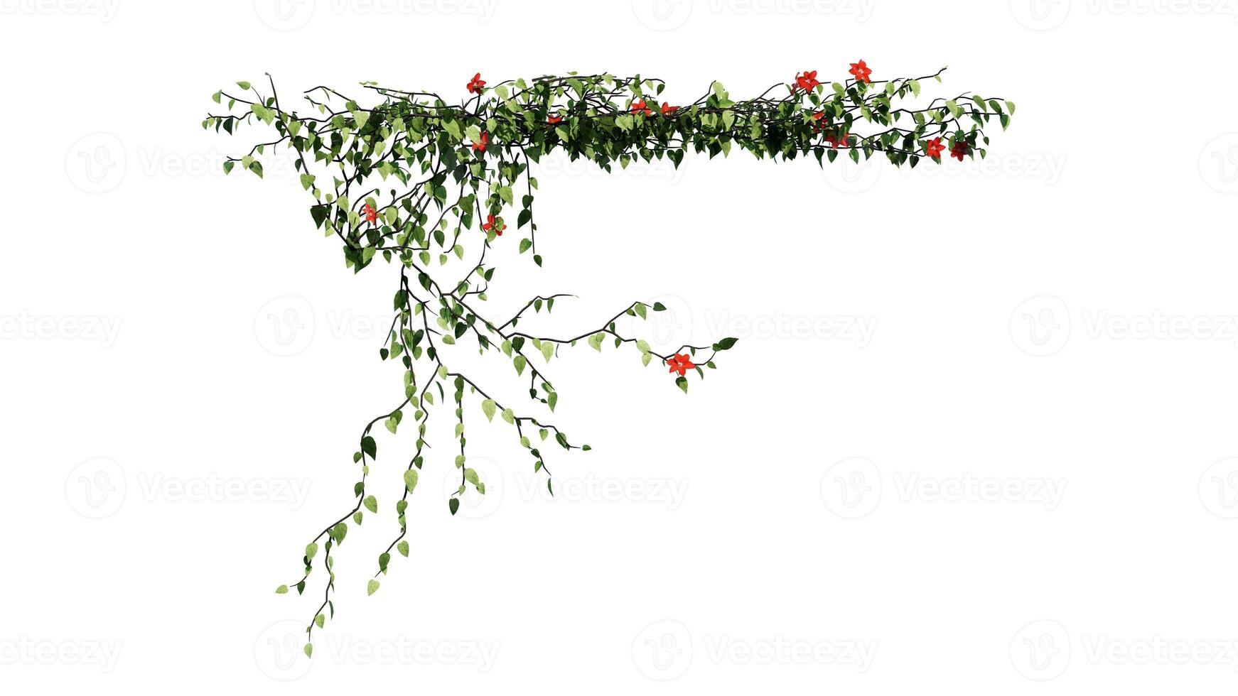 Plant and flower vine green ivy leaves tropic hanging, climbing isolated on transparent background photo