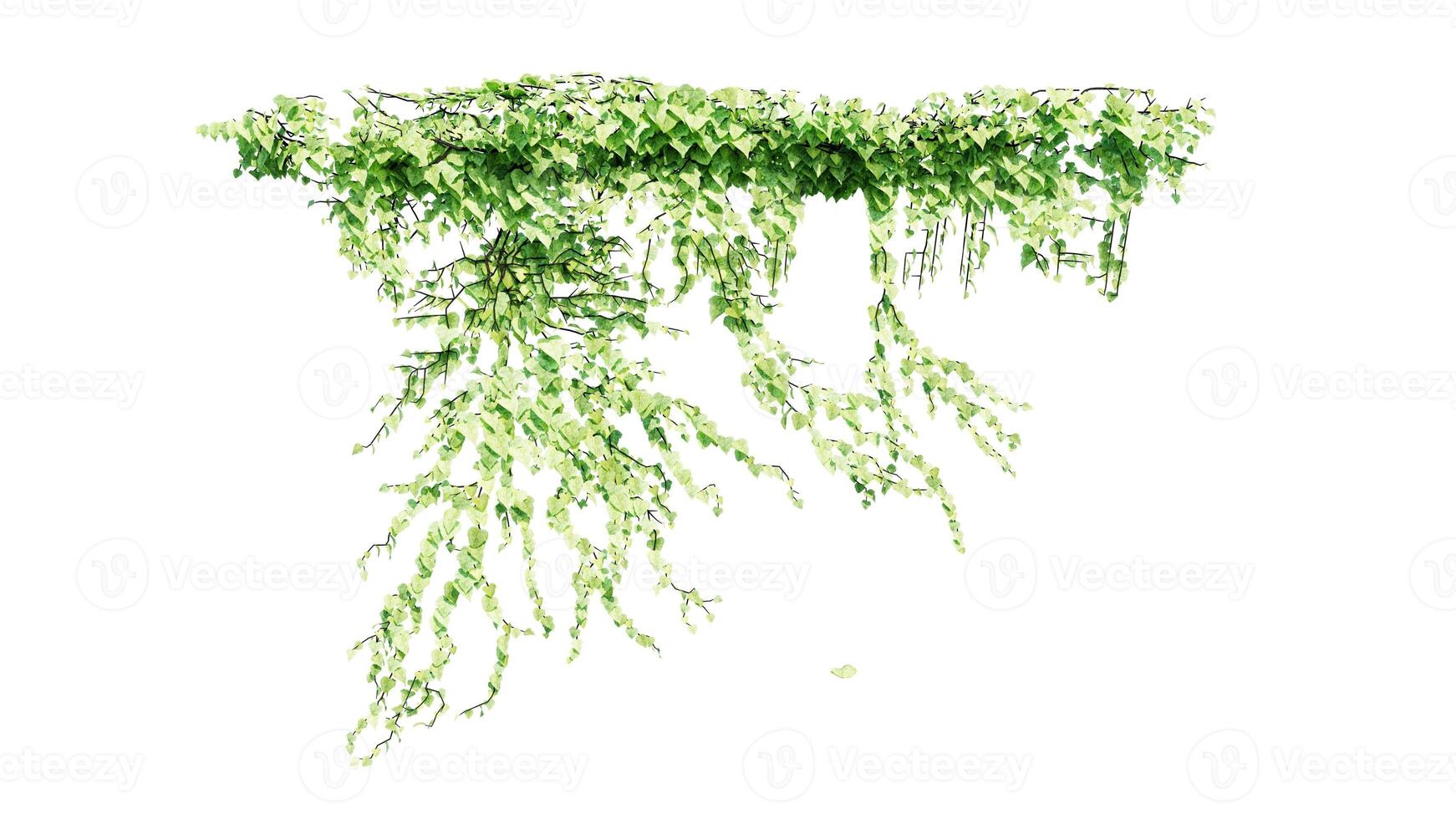 Plant and flower vine green ivy leaves tropic hanging, climbing isolated on transparent background photo