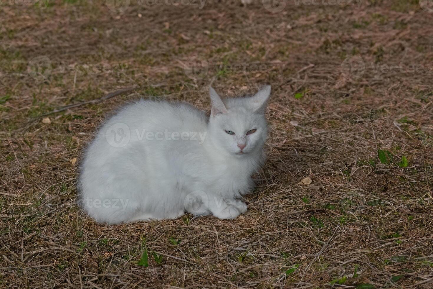 Blue and yellow odd eyed Van cat, Turkey photo