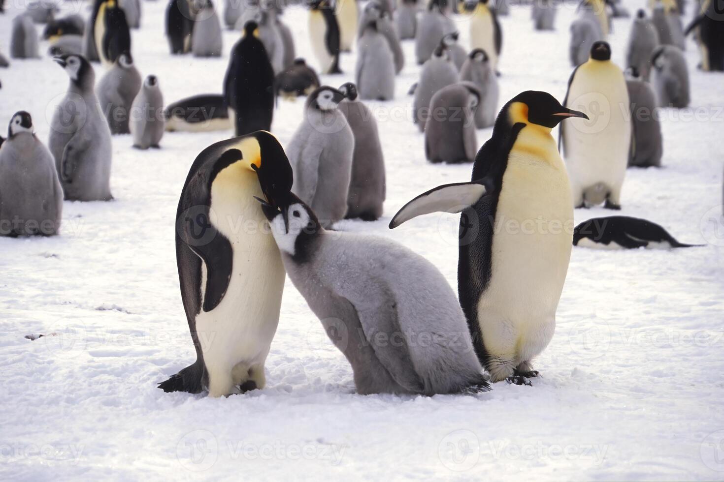 Juvenile Emperor penguin, Aptenodytes forsteri, being fed in the colony near the British Haley Antarctic station, Atka Bay, Weddell Sea, Antarctica photo