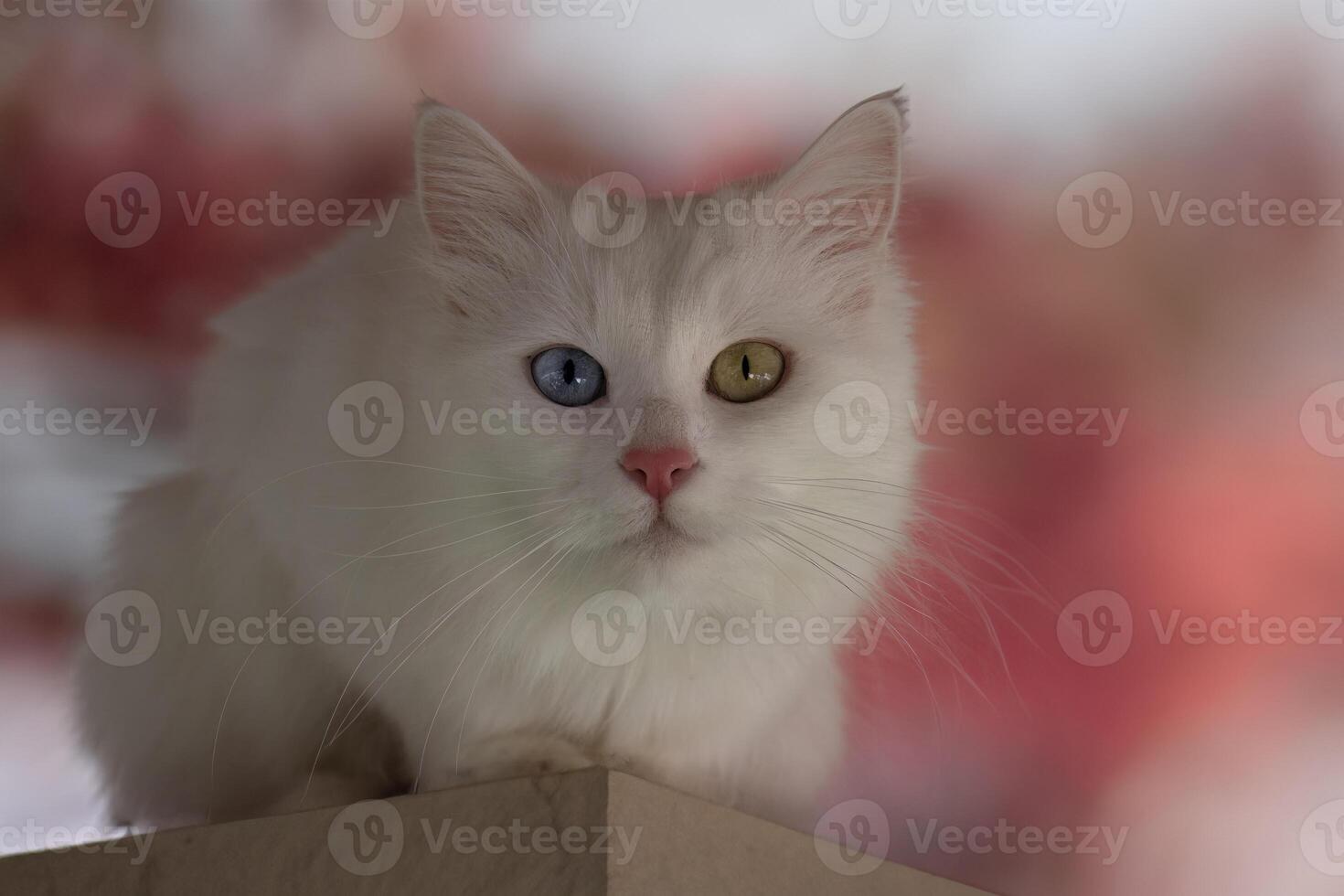 Blue and yellow odd eyed Van cat, Turkey photo