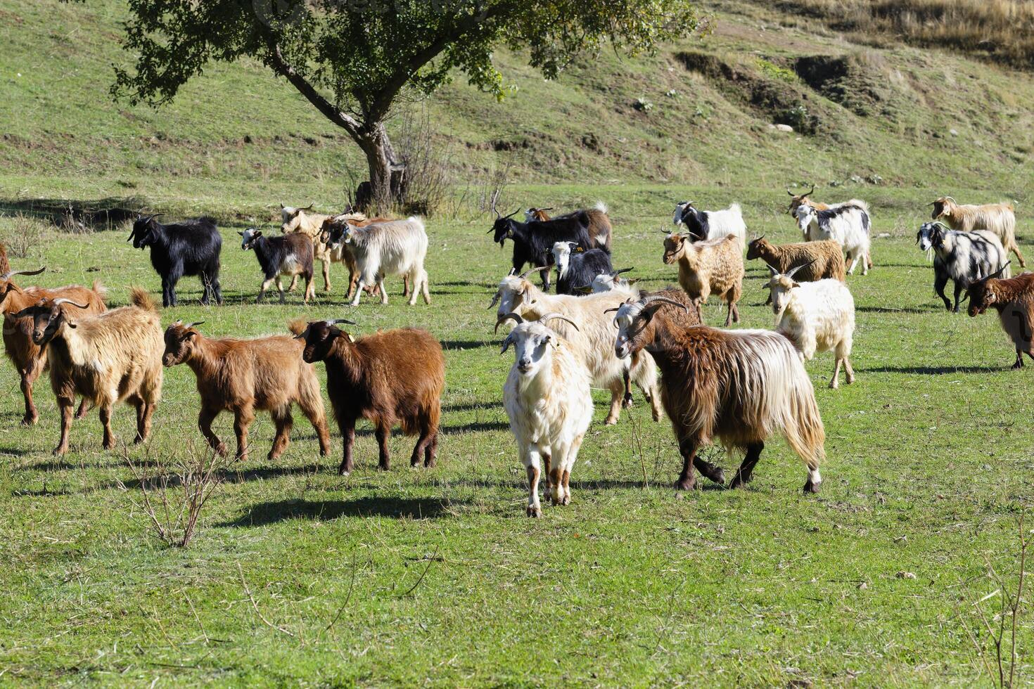 Herd of sheep and goats, Anatolia, Turkey photo