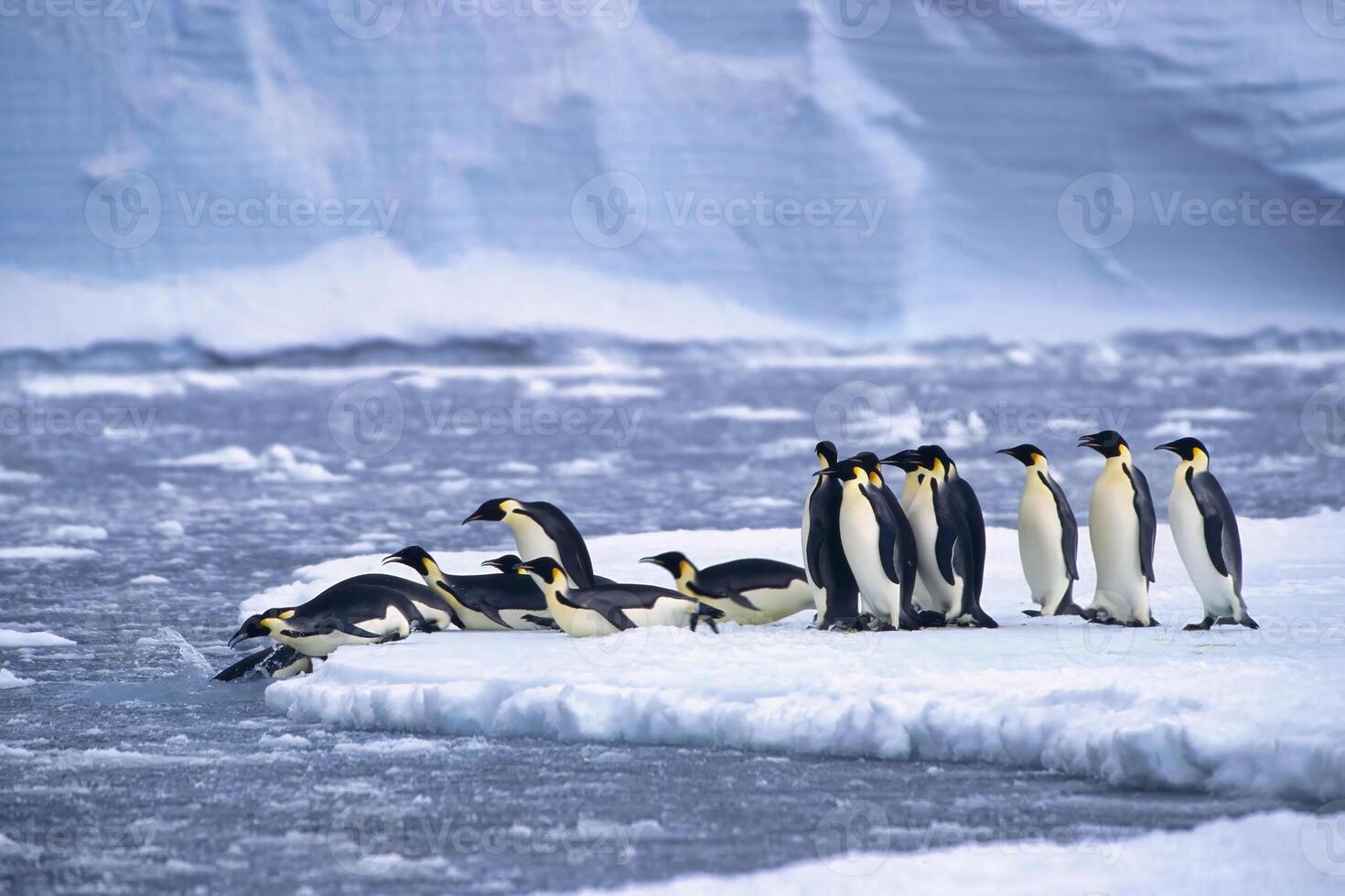 Emperor penguins, Aptenodytes forsteri, diving in the water near the German Neumayer Antarctic station, Atka Bay, Weddell Sea, Antarctica photo
