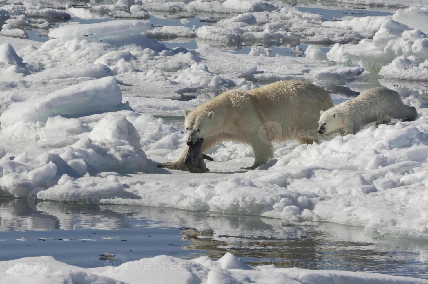 Female Polar bear, Ursus maritimus, dragging a ringed seal, Pusa hispida or phoca hispida, and accompanied by two cubs, Svalbard Archipelago, Barents Sea, Norway photo