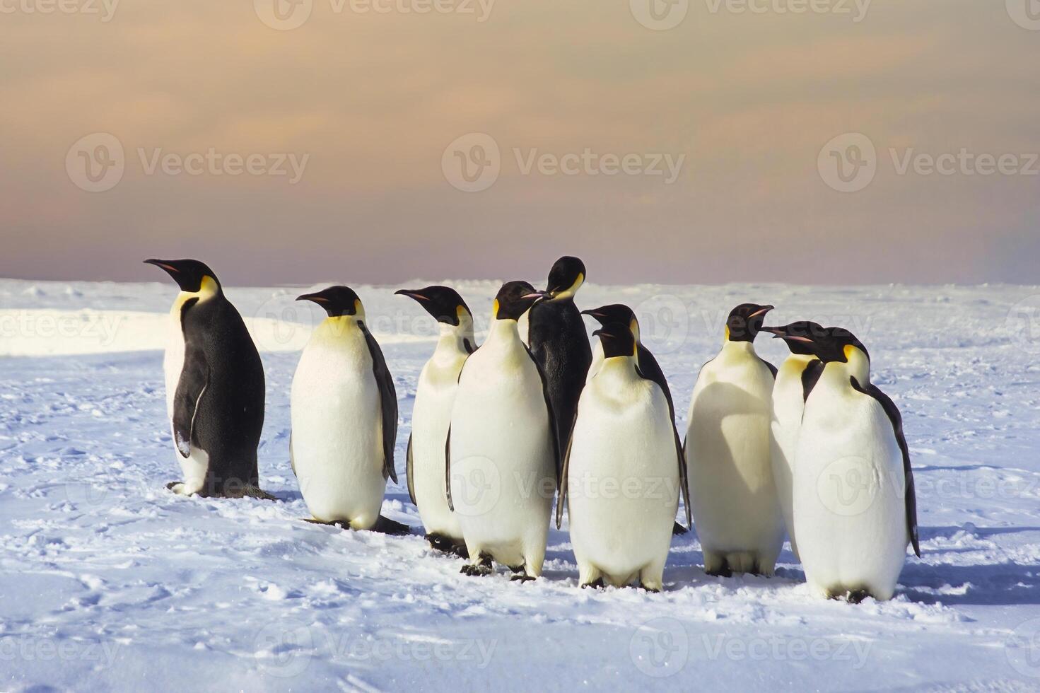 Group of Emperor penguin, Aptenodytes forsteri, on ice floe near the British Haley Antarctic station, Atka Bay, Weddell Sea, Antarctica photo