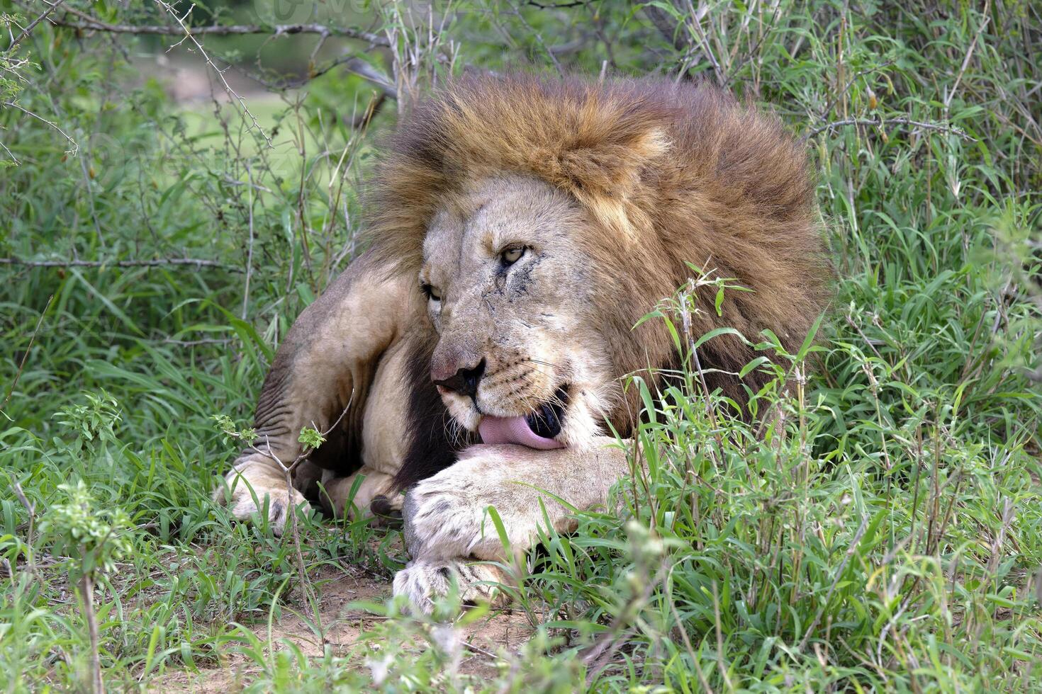 Male lion, Panthera leo, leaking its paw, Kwazulu Natal Province, South Africa photo