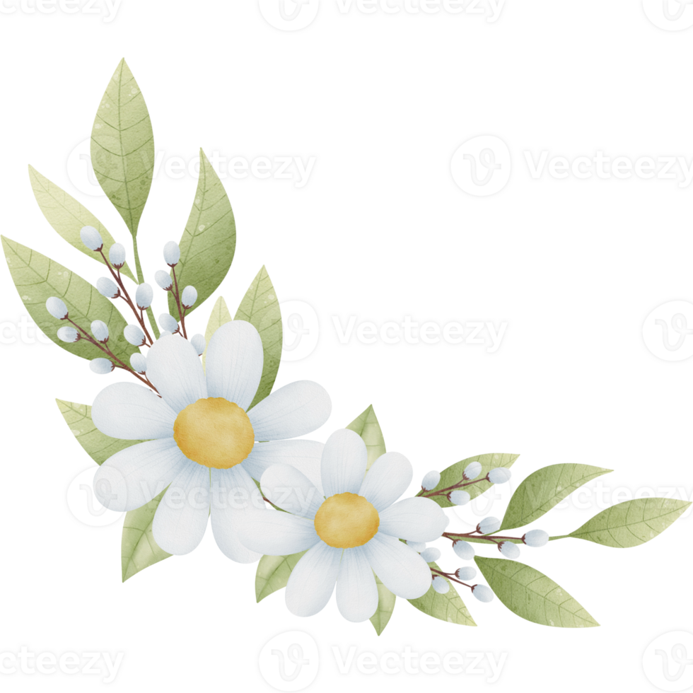 white daisy flowers and leaves on a transparent background png