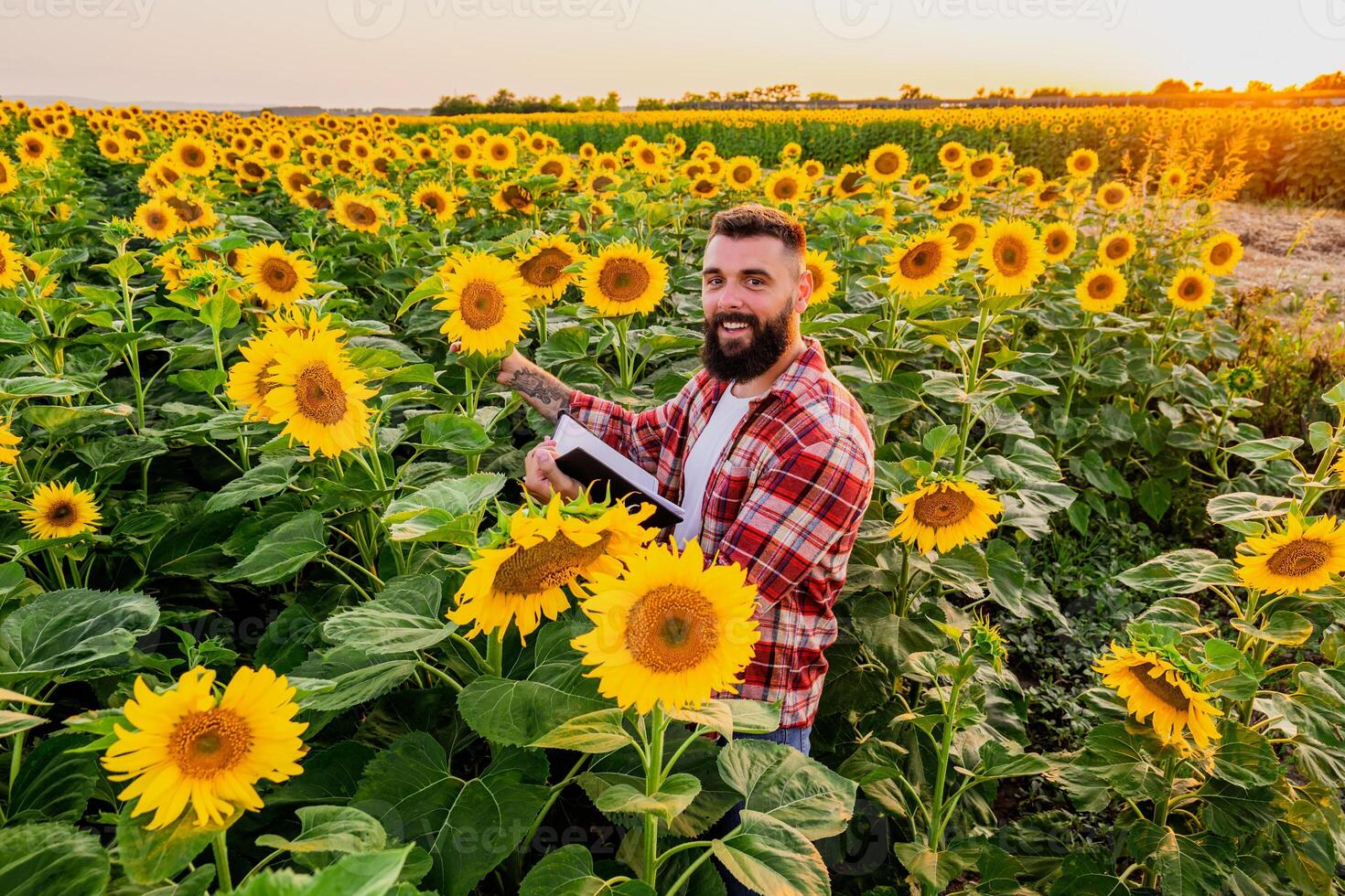 granjero es en pie en su girasol campo cuales es en florecer. él es examinando Progreso de el plantas. foto