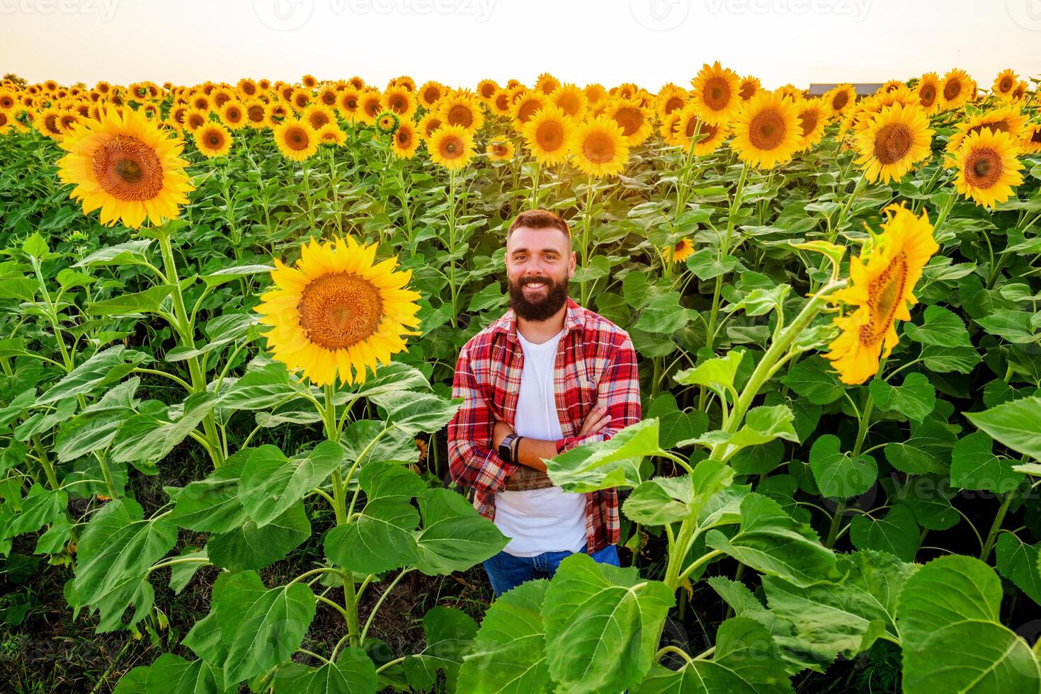 contento granjero es en pie en su girasol campo cuales es en florecer. él es contento porque de bueno temporada y bueno Progreso de el plantas. foto