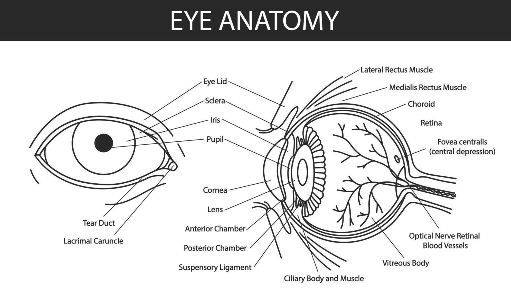 Human eye anatomy illustration with blood vessels white background vector