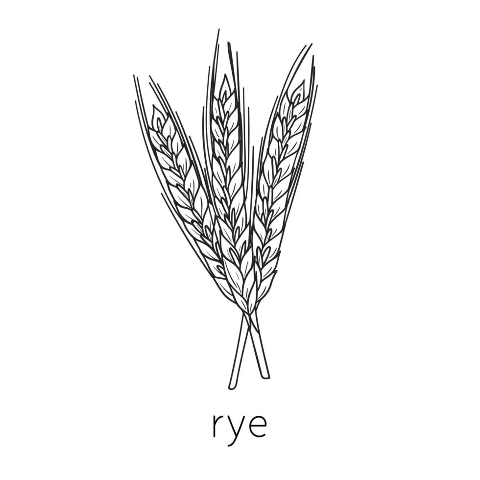 Cereal doodle, sketch rye, agriculture, Thin line art about cereal plants. vector