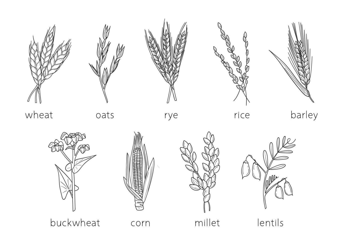 Cereal doodles, millet sketch, agriculture, wheat, barley, rice, corn, buckwheat, millet, lentils. Thin line art about cereal plants. vector