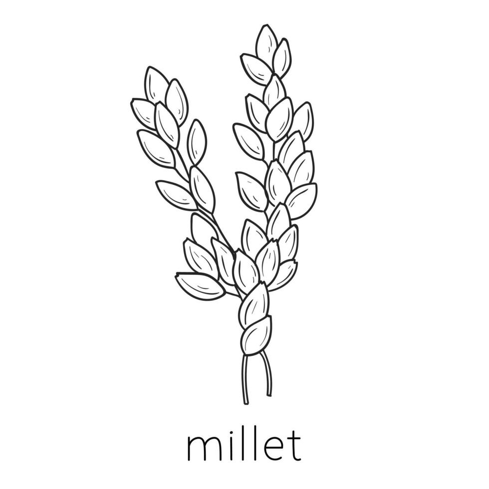 Cereal doodle, millet sketch, agriculture, Thin line art about cereal plants. vector
