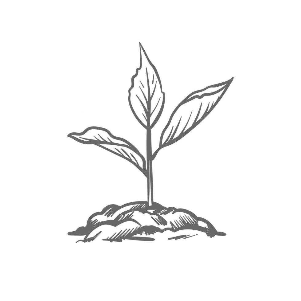 mano dibujado bosquejo de árbol plantando semillas brote en el suelo. plántulas de un jardín planta. coles, plantas, arboles vector