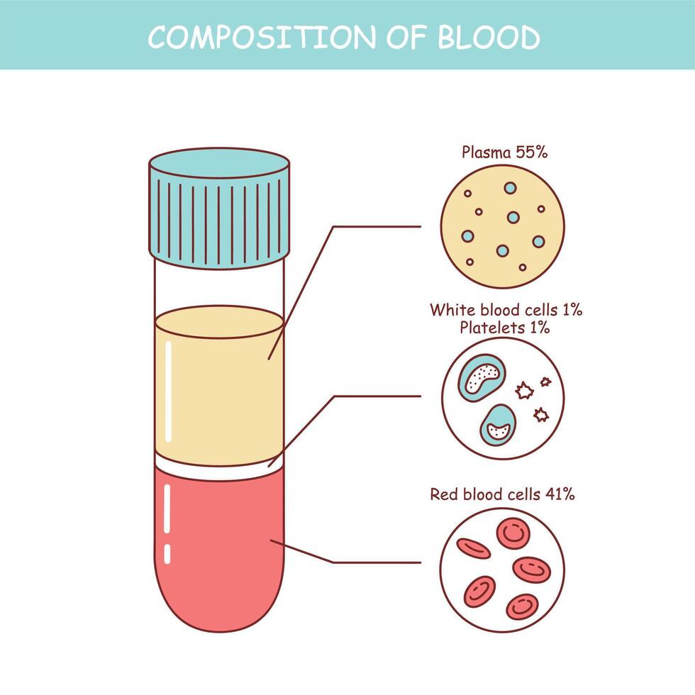 Vector diagram of blood composition. Educational illustration