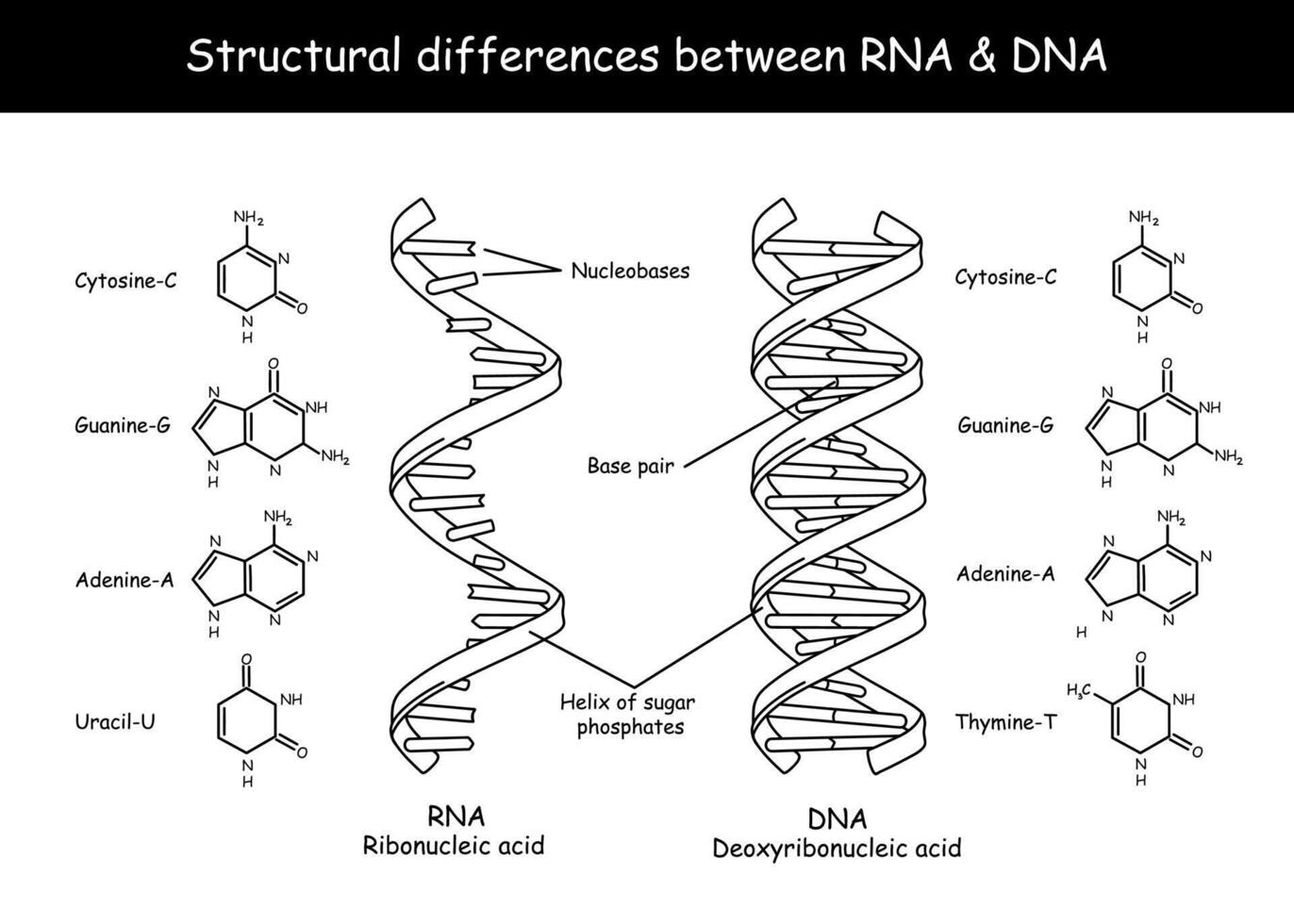 molecular estructura de adn y ARN. infografía educativo vector ilustración