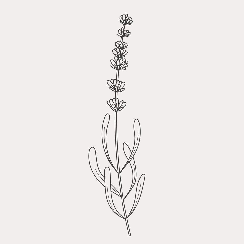 Lavender branches. Hand drawn botanical illustrations in linear style. vector