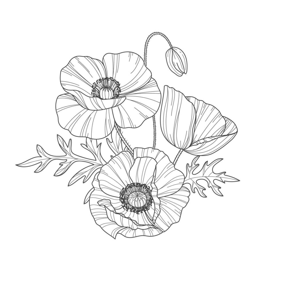 Sketch of flower botany collection. Drawings of poppy flowers. Black and white drawing with line art on a white background. Hand drawn botanical illustrations. vector