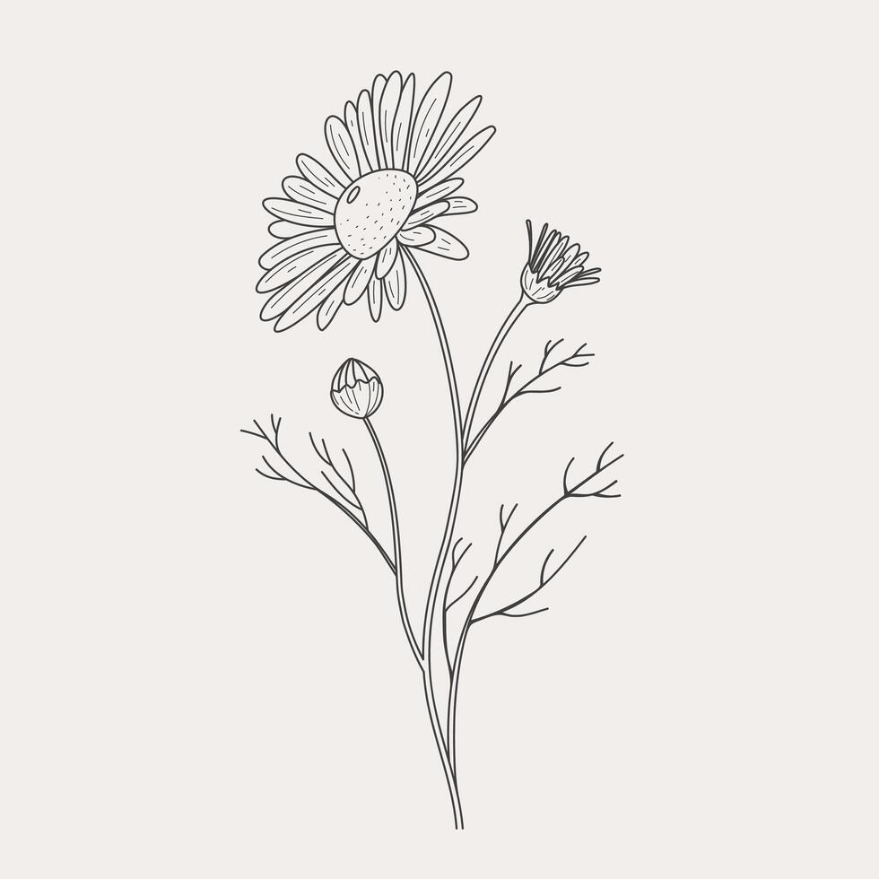 Chamomile for the logo. Trendy botanical elements. Hand drawn line leaves branches and blooms. Vector trendy greenery