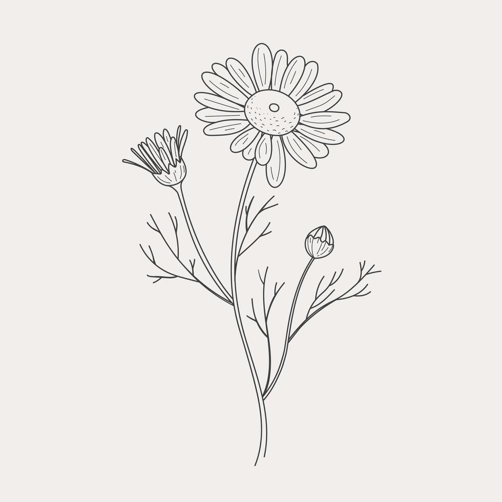 Chamomile for the logo. Trendy botanical elements. Hand drawn line leaves branches and blooms. Vector trendy greenery