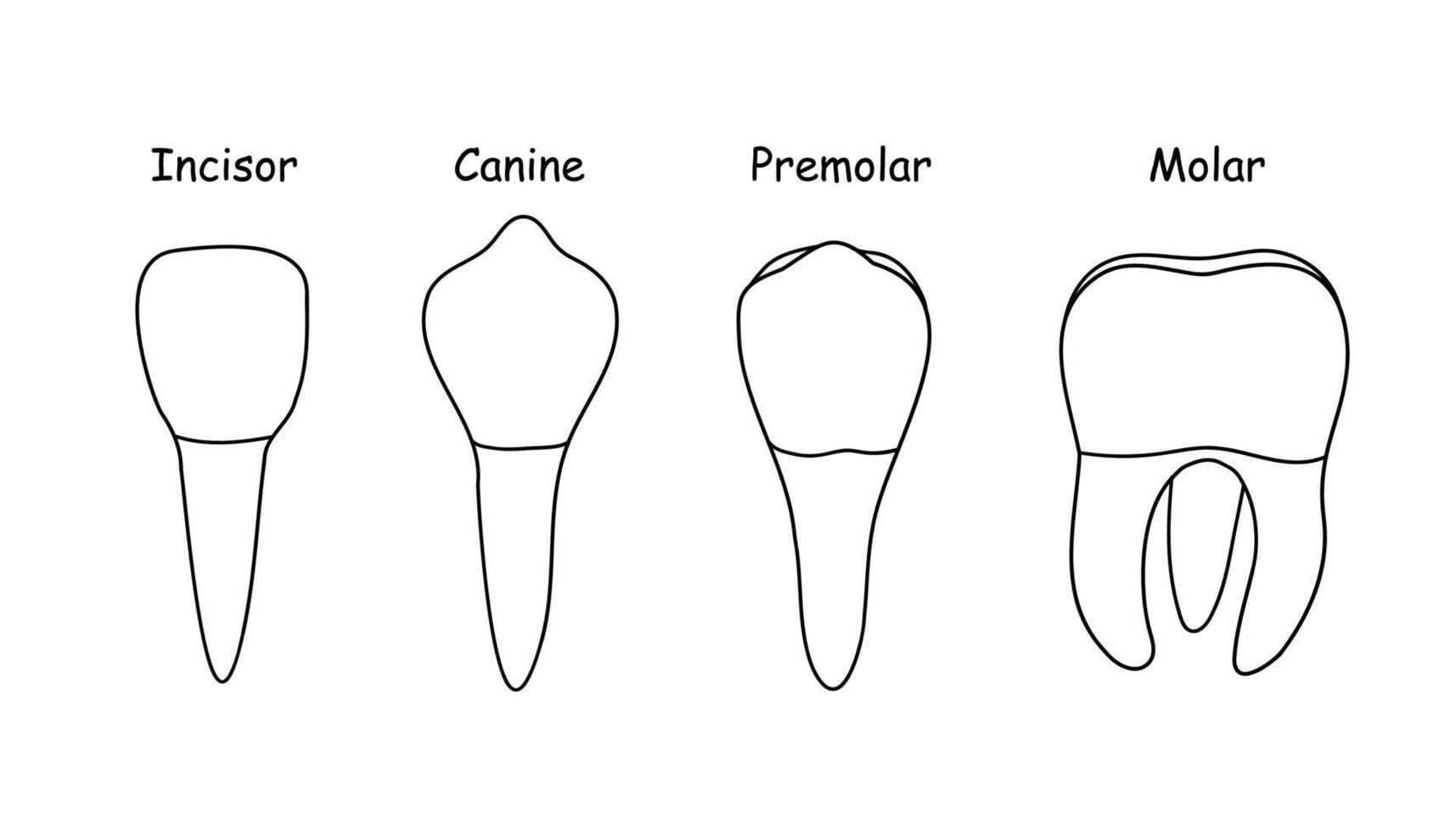 dientes tipos humano anatomía y hueso vector