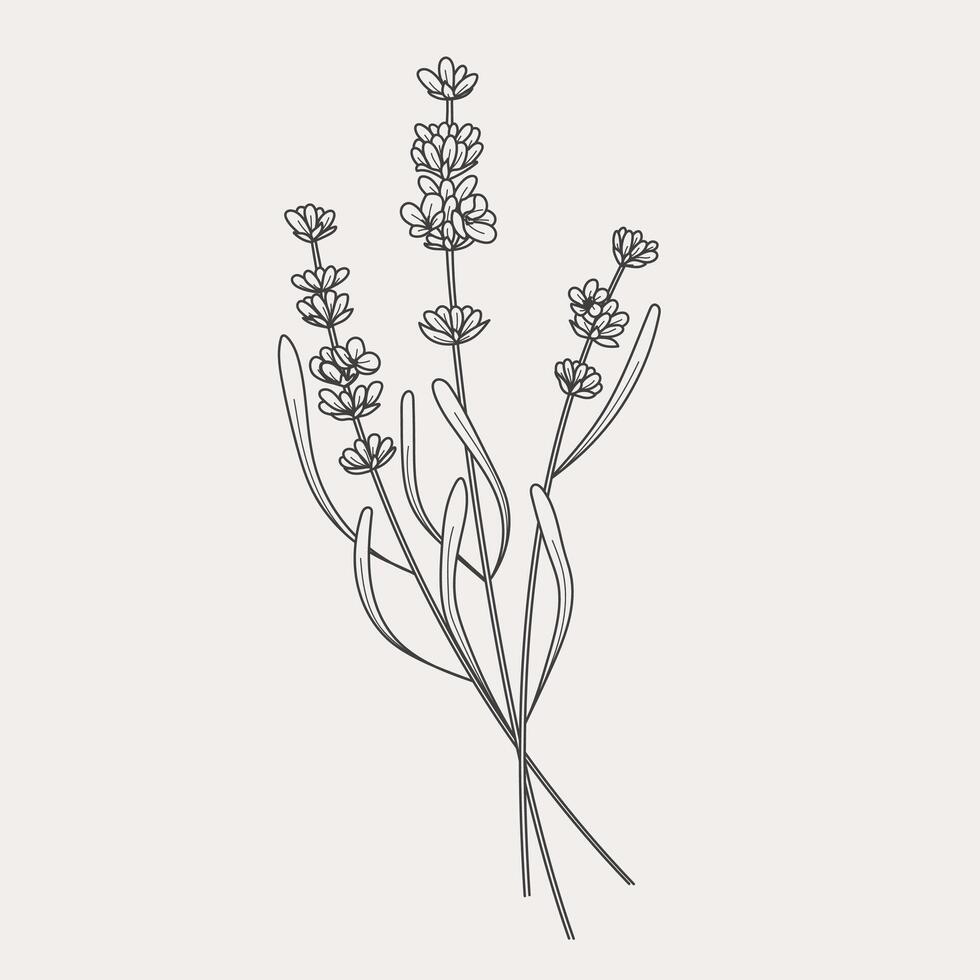 Lavender branches. Hand drawn botanical illustrations in linear style. vector