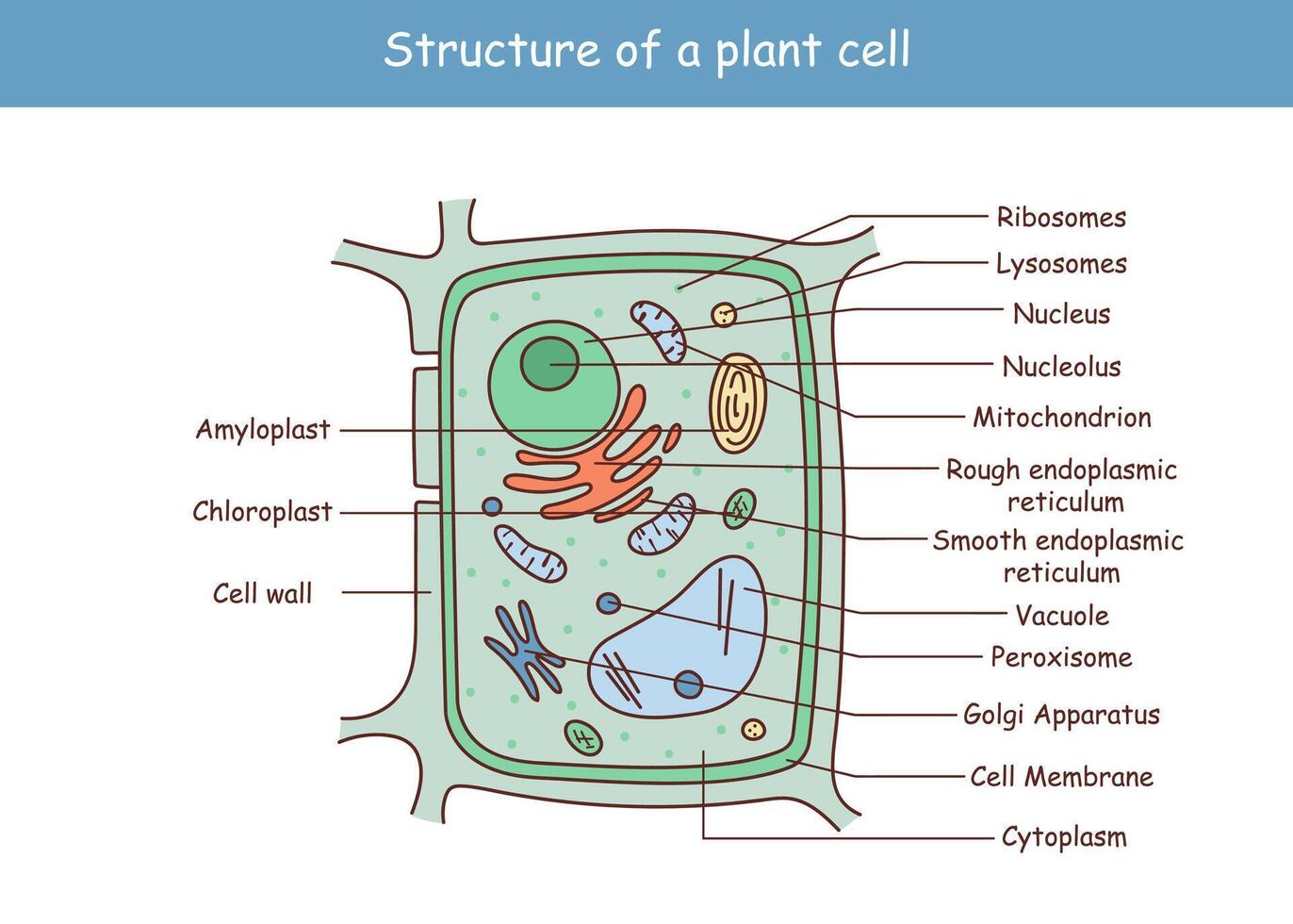 Illustration of the Plant cell anatomy structure. Vector infographic