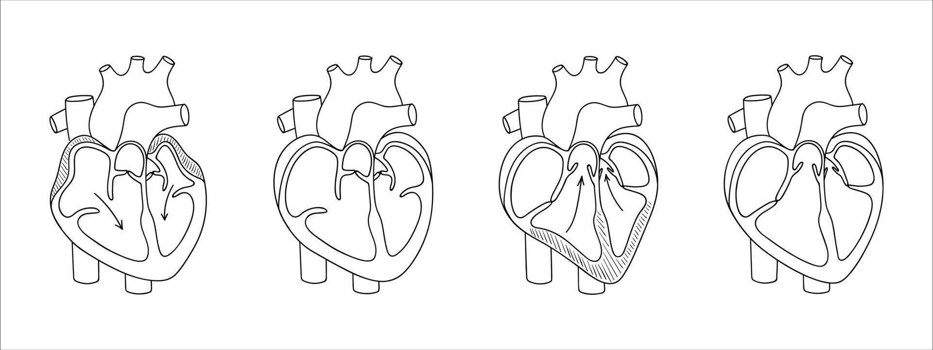 Heart valves. Function of the heart valve. illustration in linear style vector