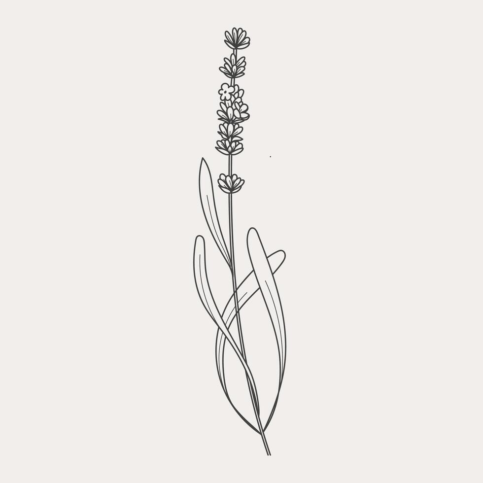 Lavender branches. Hand drawn botanical illustrations in linear style. vector