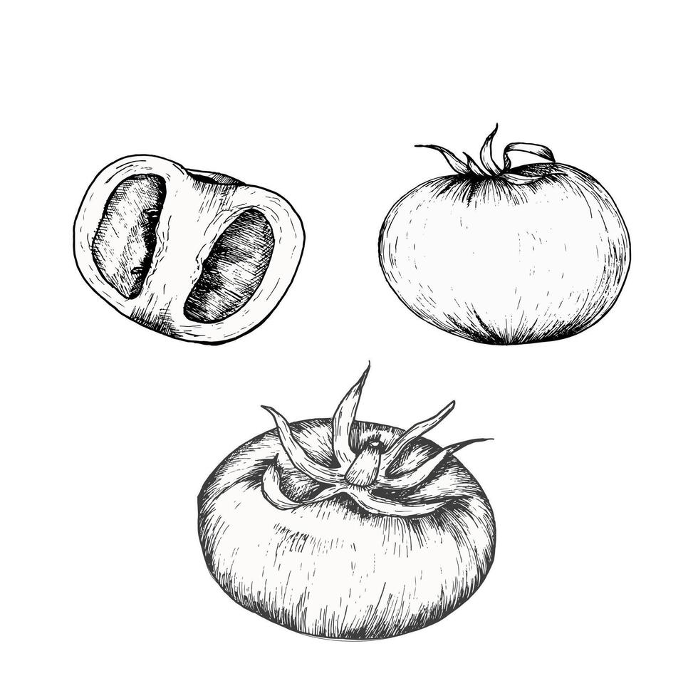 Vector frsh vegetables illustration. Hand drawn ink graphics food illustration of tomato and pieces with leaves for textile, packing, menu, restaurant design