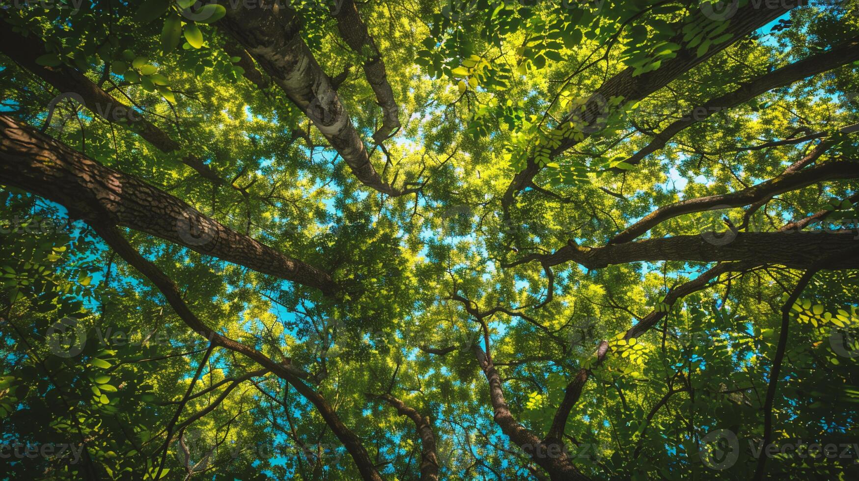 AI generated forest trees view from below into the sky. nature green wood sunlight backgrounds photo