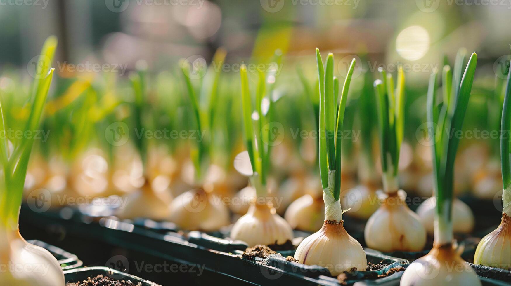 AI generated Organic onion seedlings growing in a greenhouse photo